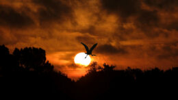 bird at sunrise