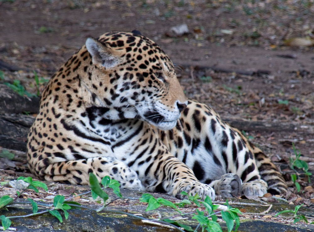A jaguar lying on its right side on the ground, looking to the right