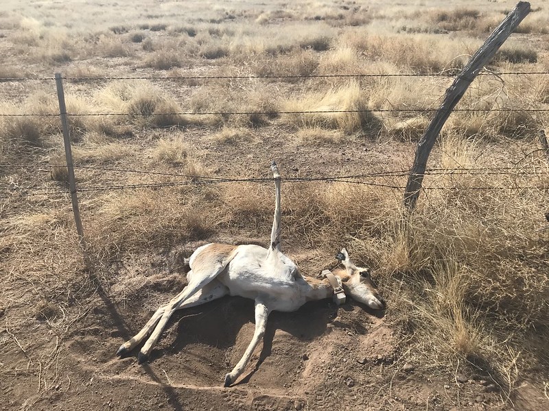 dead pronghorn caught in fence