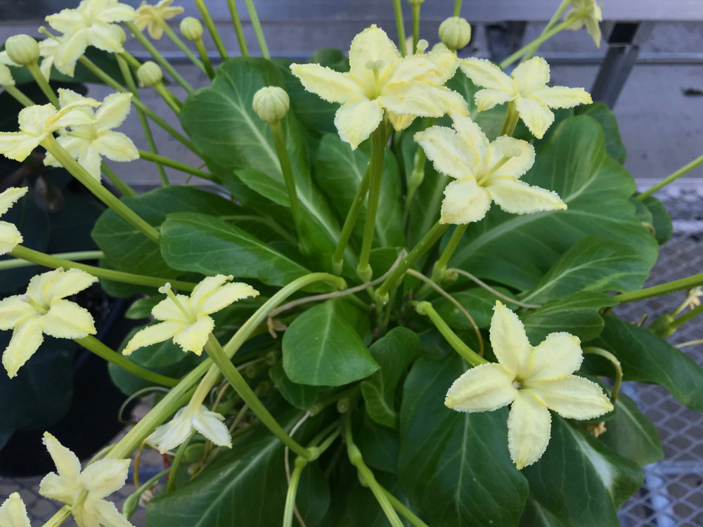 Brighamia insignis