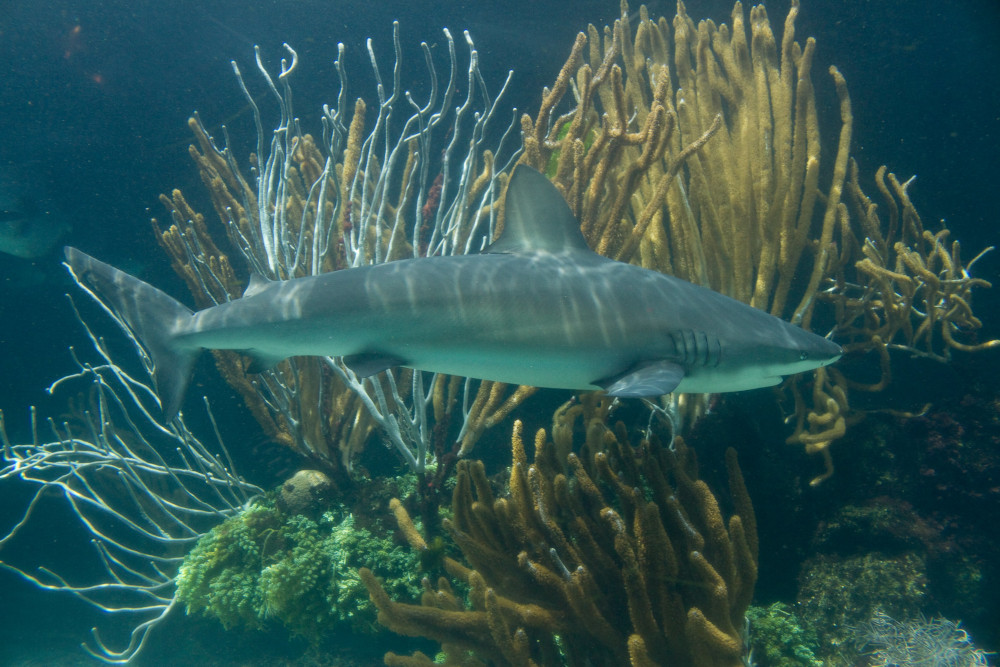 Caribbean reef shark