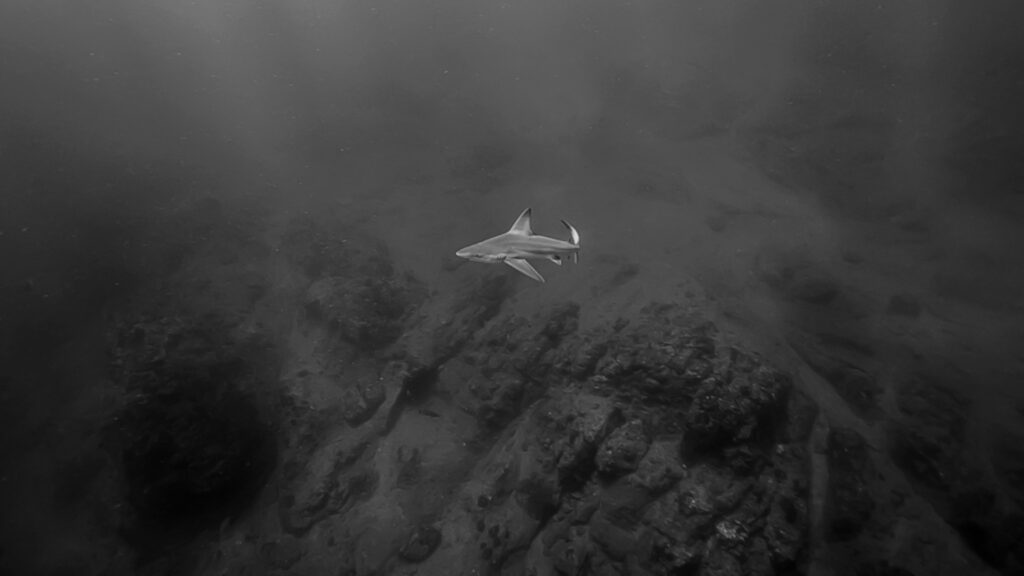 Sandbar shark