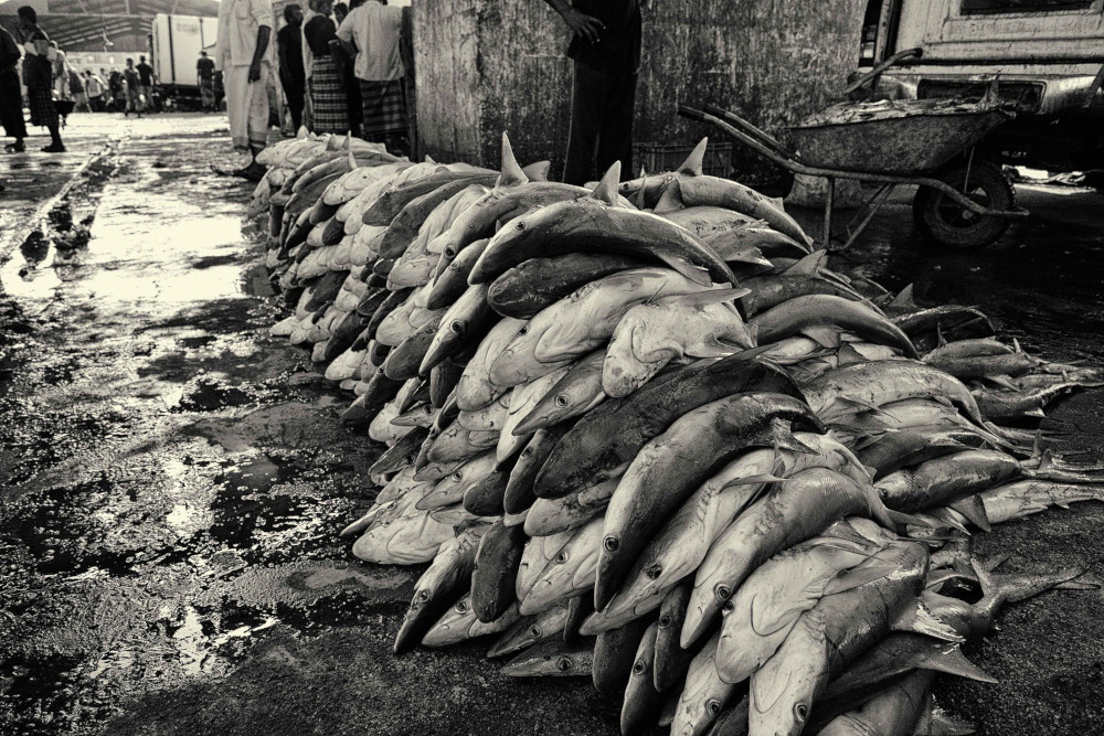 Yemen sharks fish market
