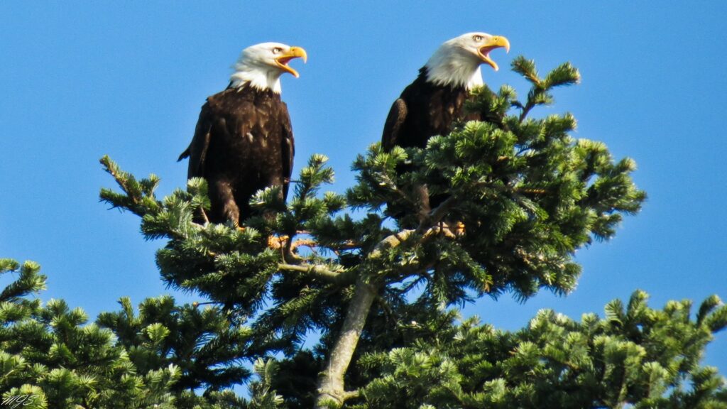 Two eagles on treetop