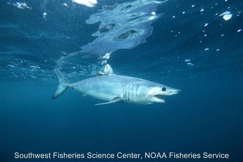 Shortfin mako