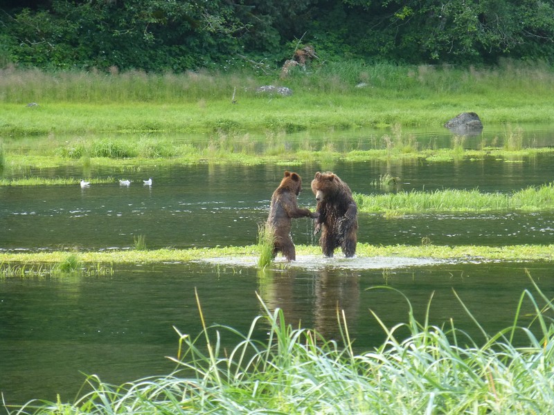 bears at play