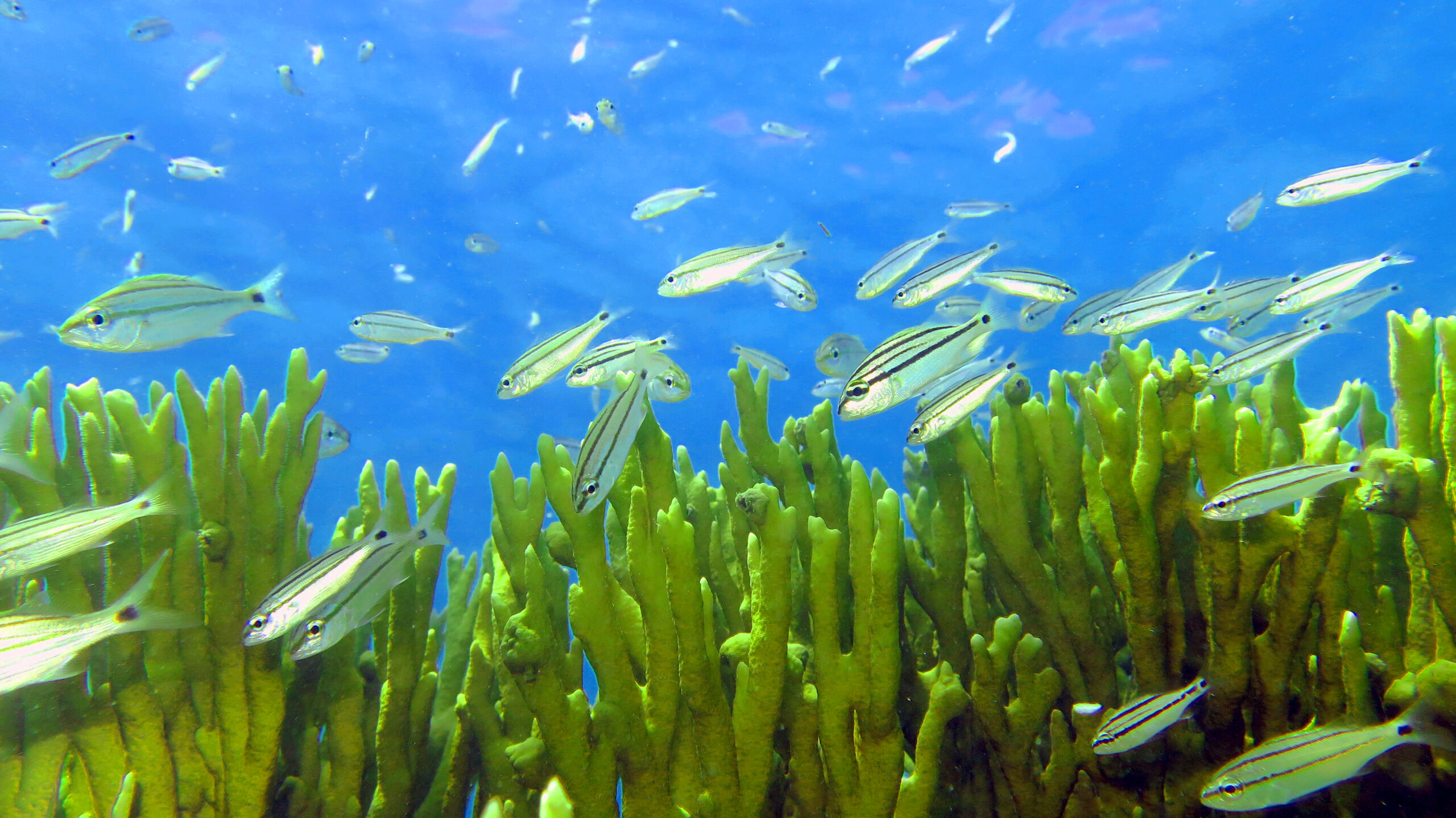 Protect This Place: The Fragile and Enchanting Costa dos Corais