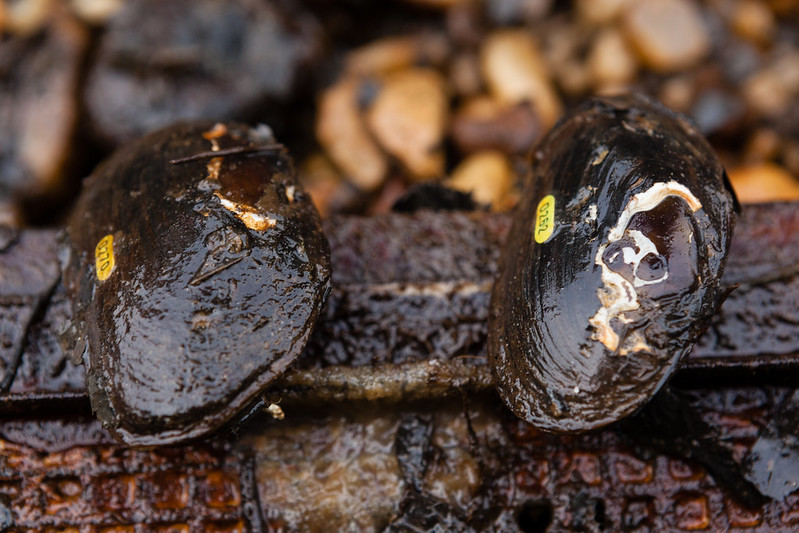 two mussels with pit tags