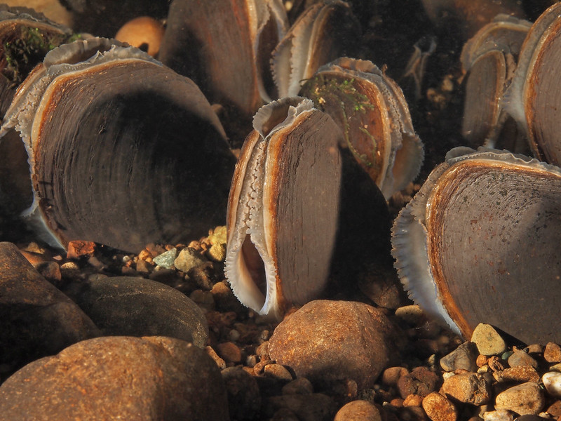 mussel on creek bottom