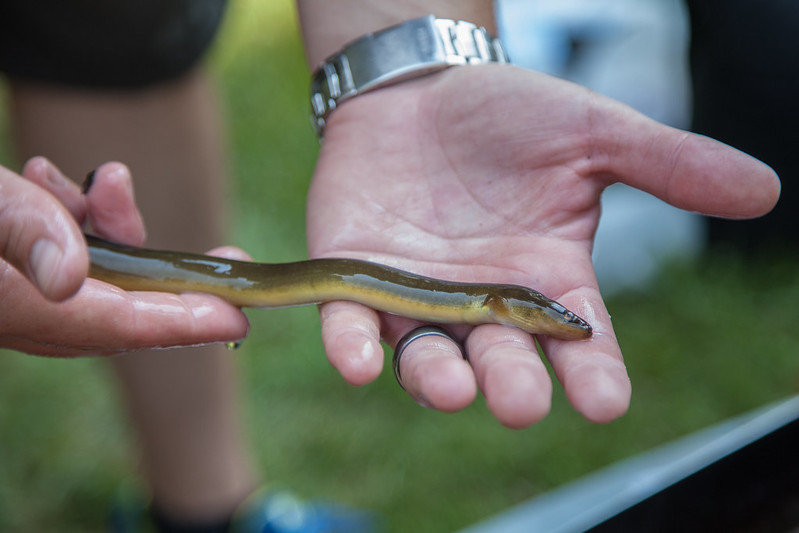 holding eel in hands