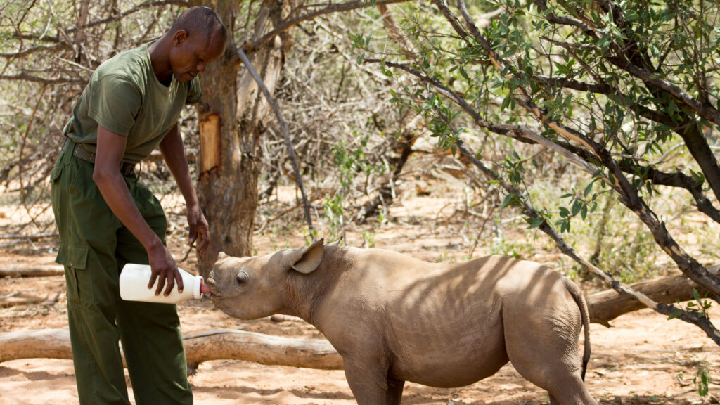 rhino caregiver