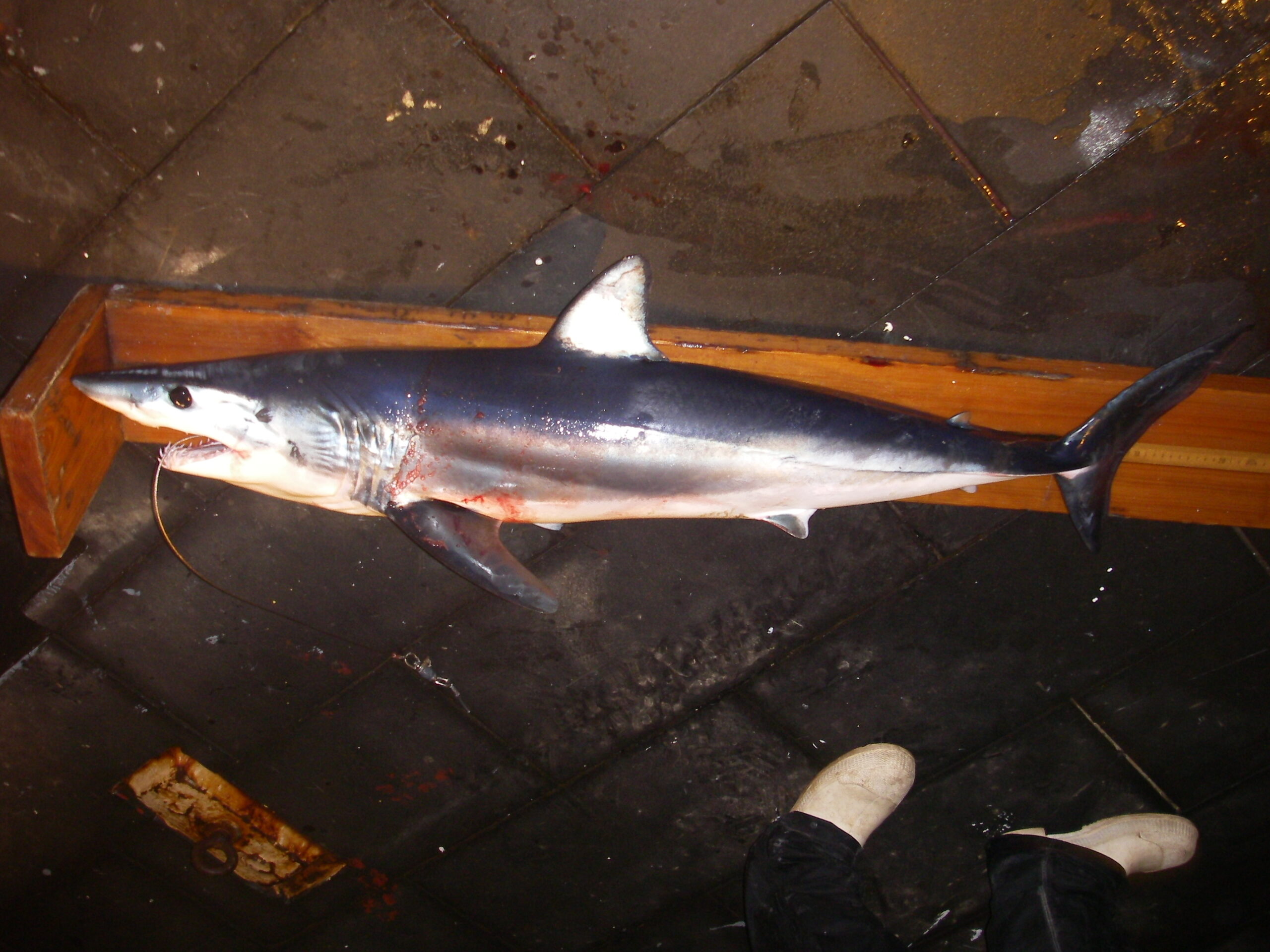 Shortfin mako