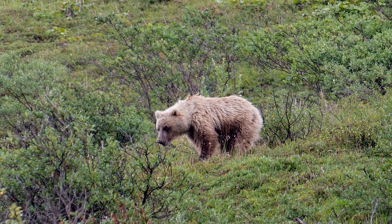 bear in berry bushes