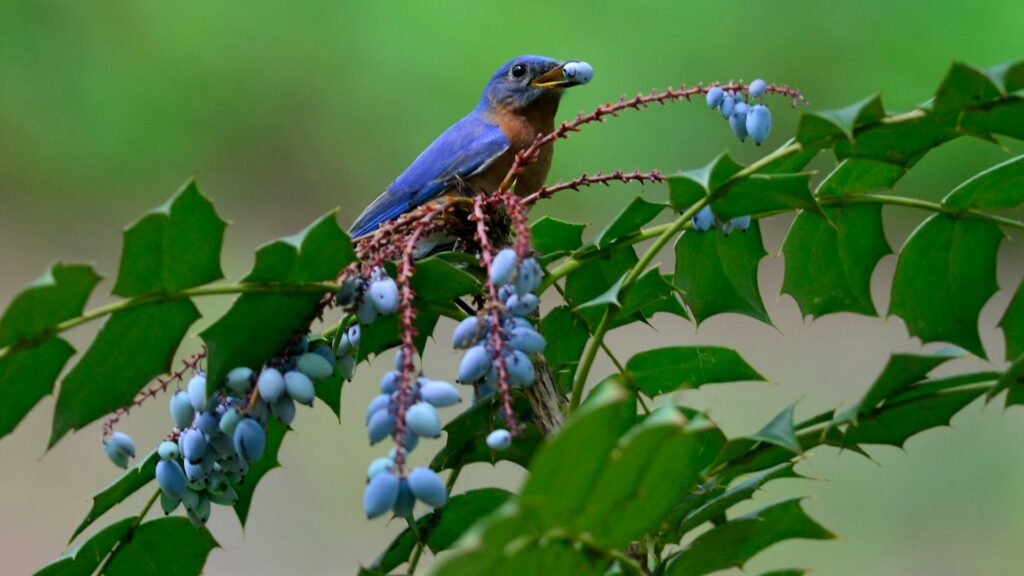 blue on branch with fruit
