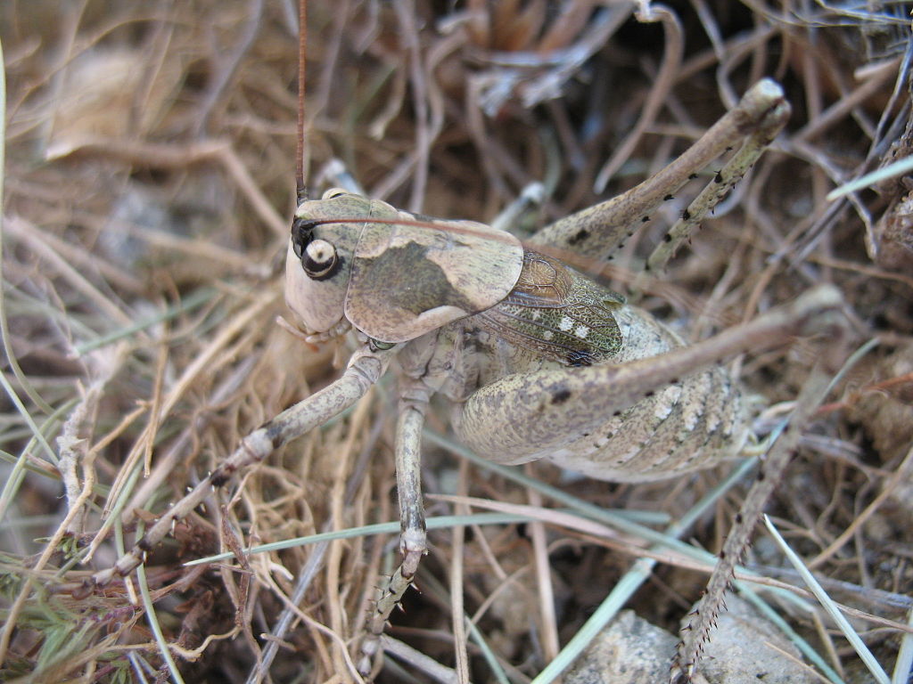 Retowski’s tonged bush-cricket