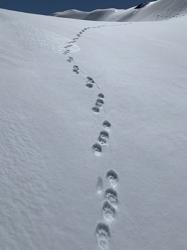 tracks in snow