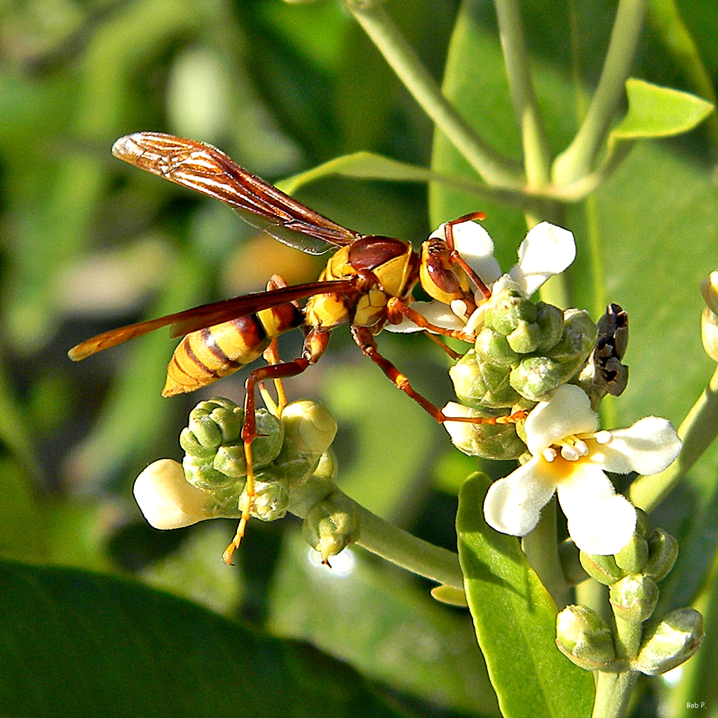 Polistes-major-on-mangrove-Bob-Peterson