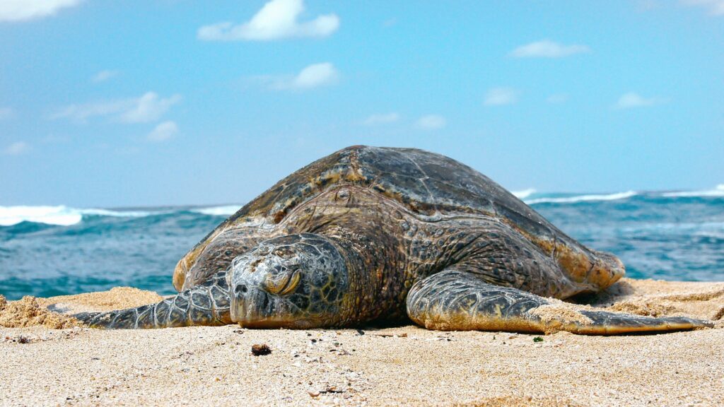 turtle on beach