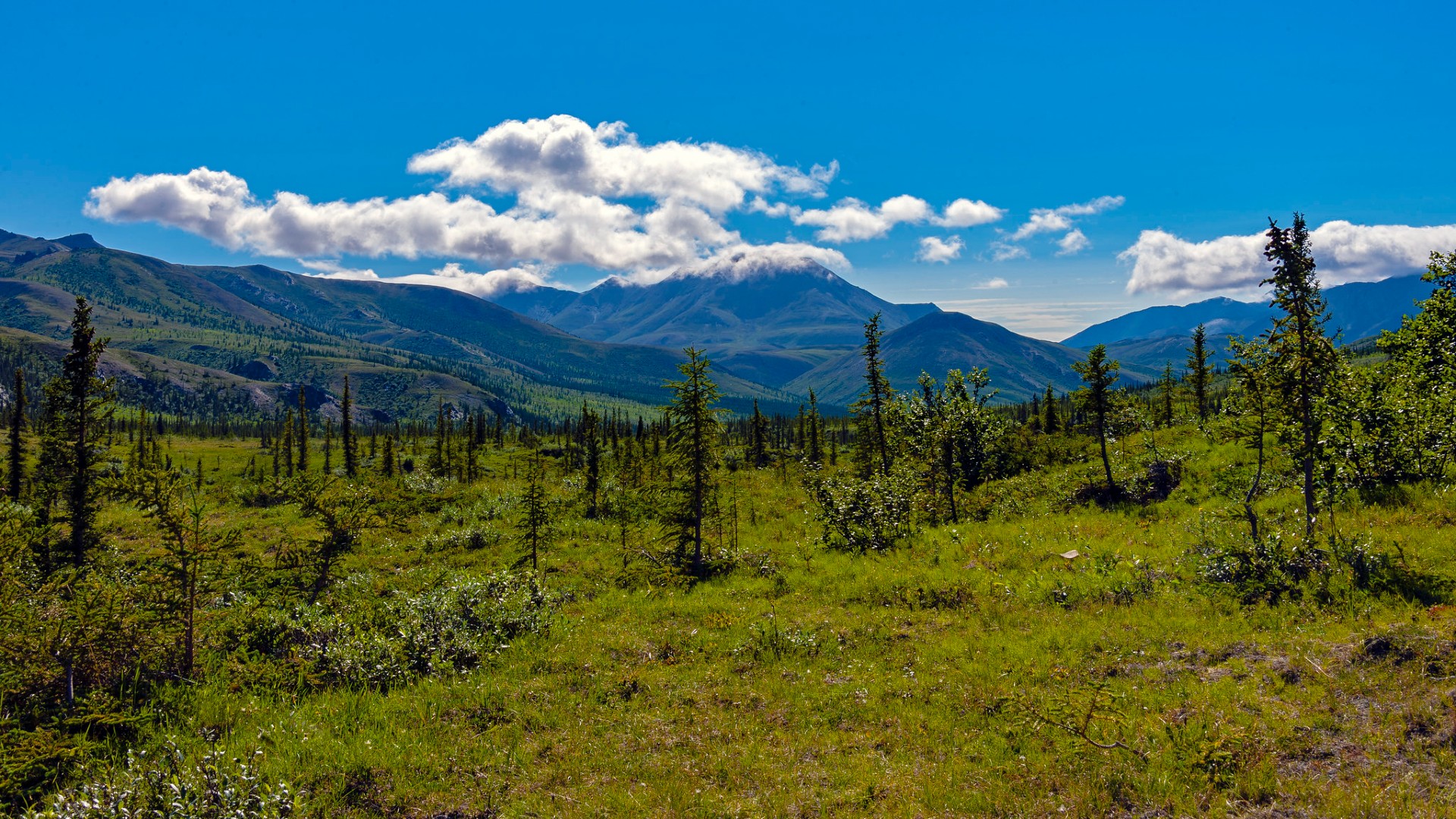 the-boreal-forests-have-a-warning-for-us-the-revelator