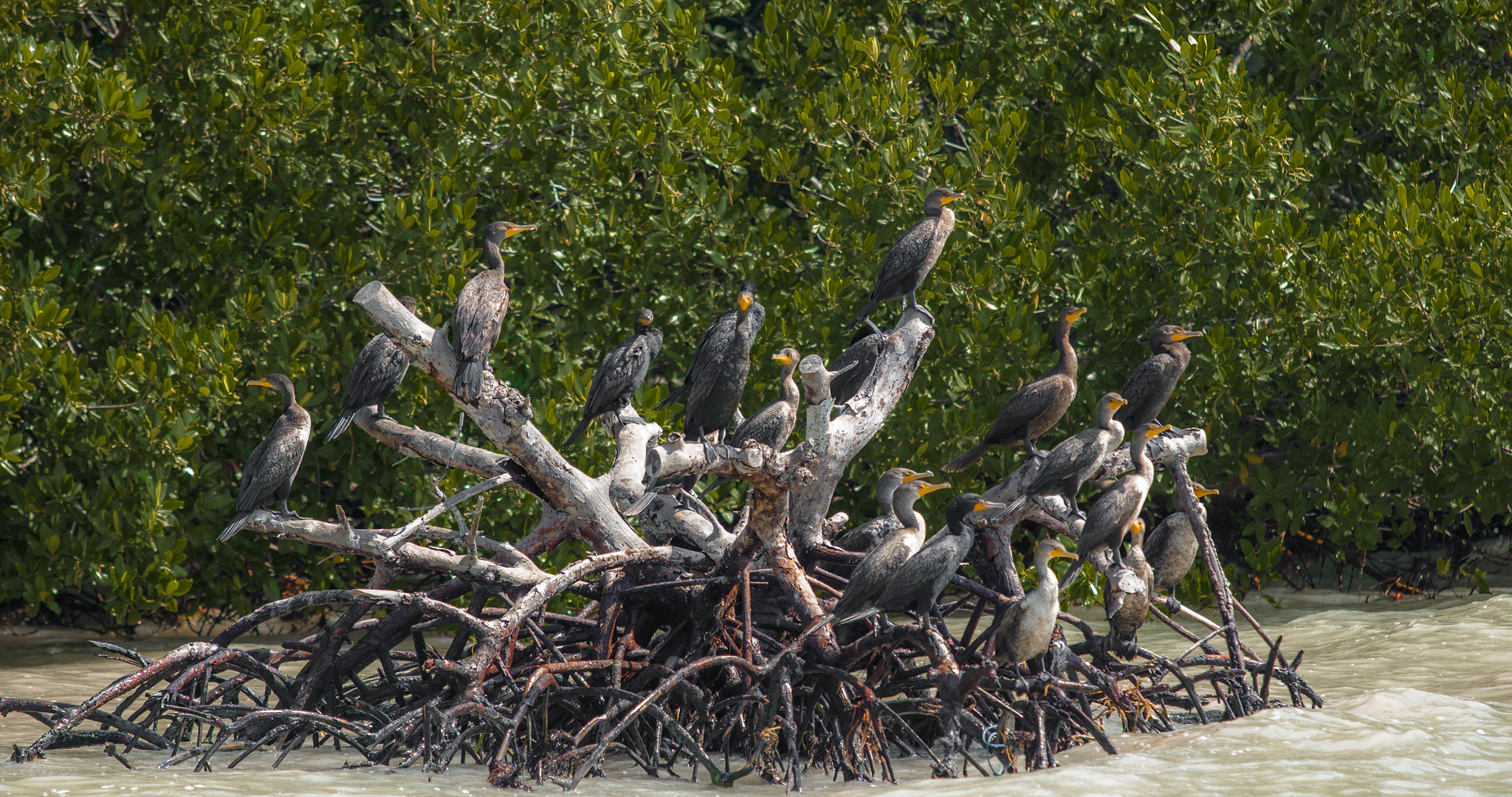 Mangroves