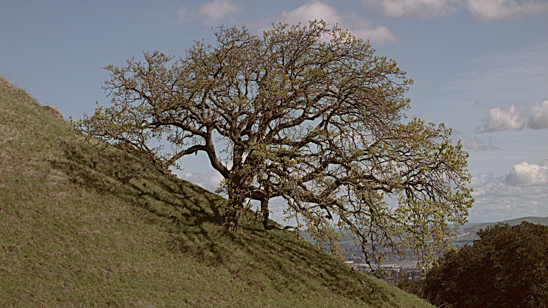 Vanishing In Love With the Blue Oaks The Revelator