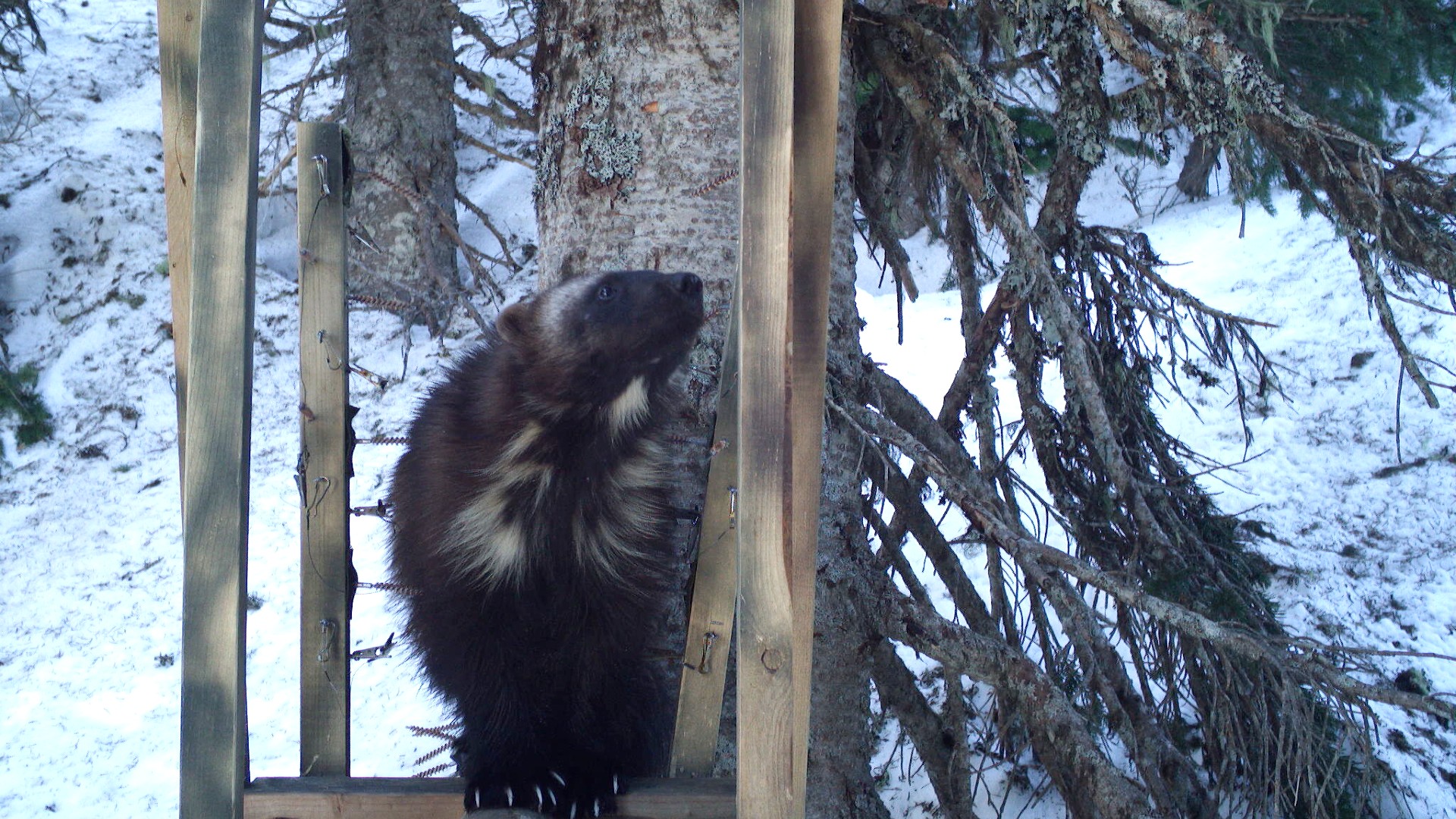 wolverine facing camera