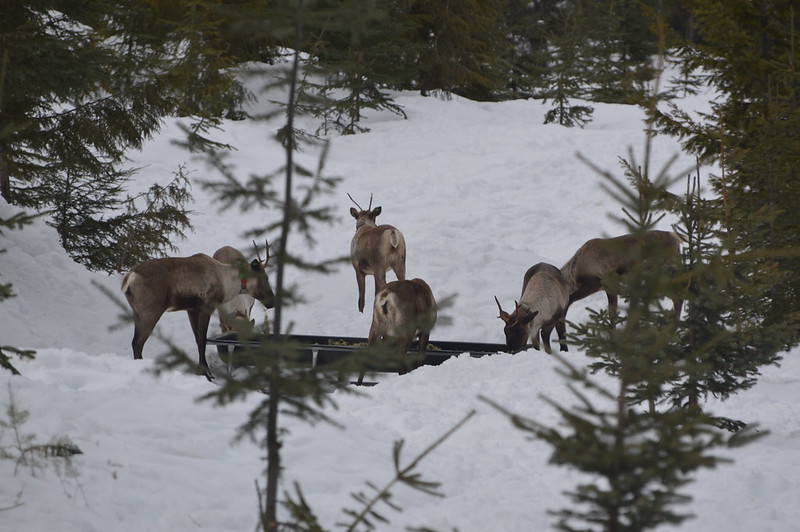 caribou eating in enclosure