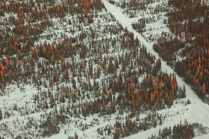 forest with series of lines cleared through and snow on the ground