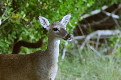 Key deer