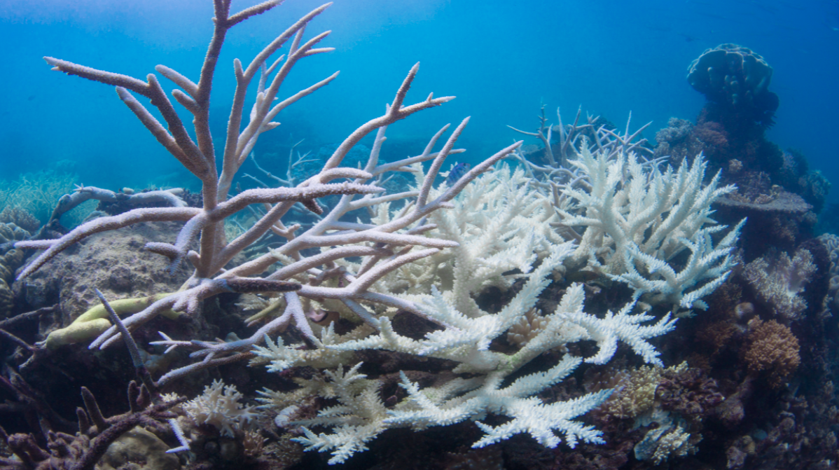 white corals on reef