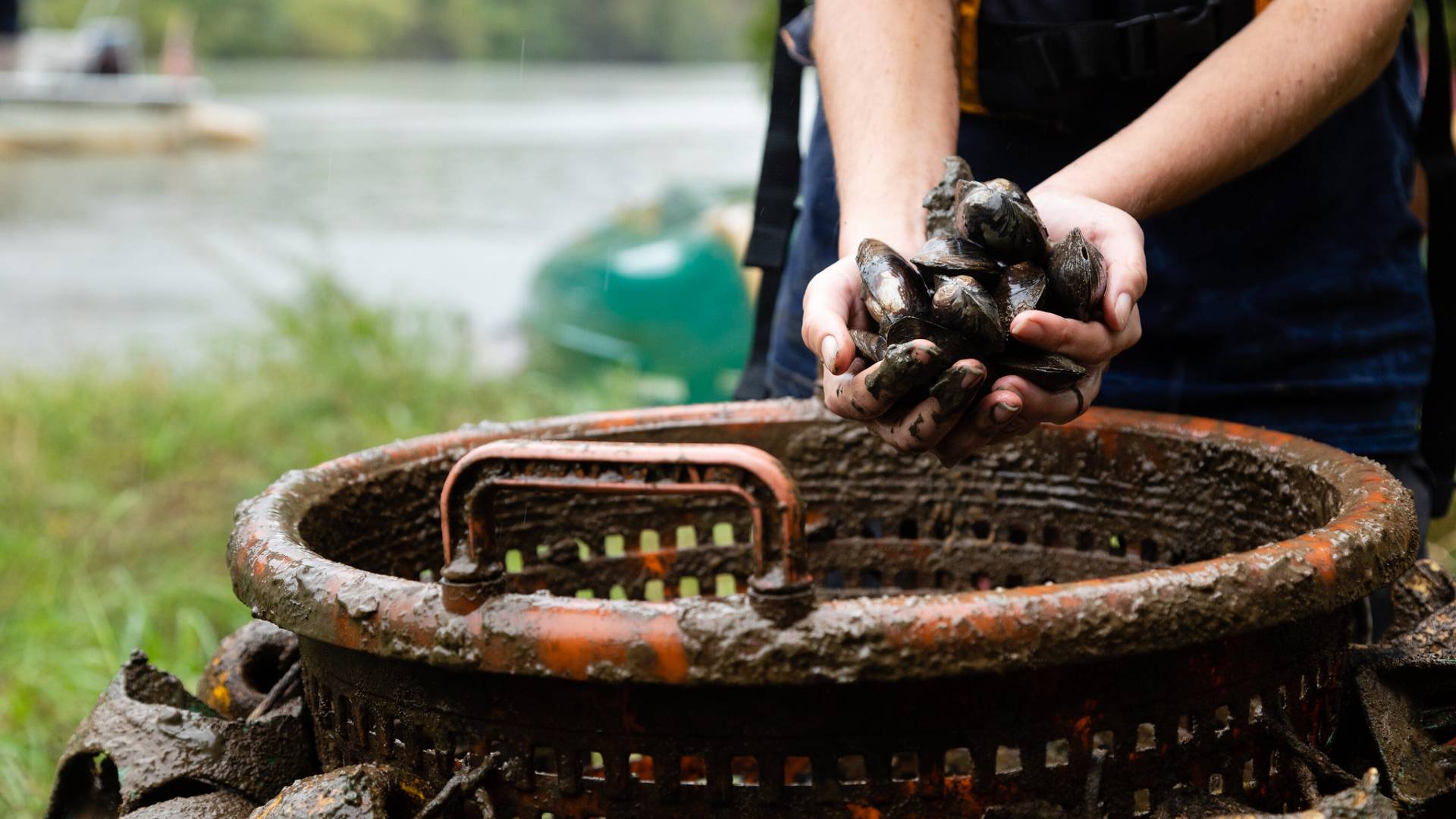 Why Do Mussels Matter? – The Fisheries Blog