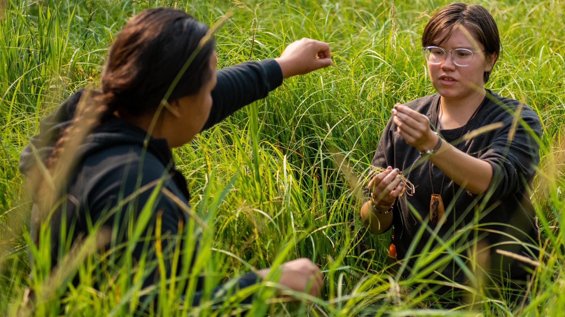 Two technicians in high grasses collecting seeds