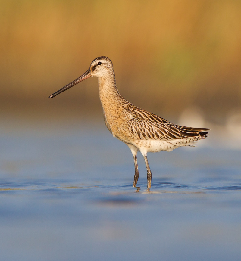 Asian dowitcher