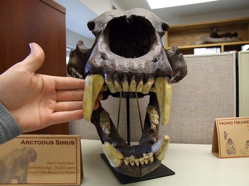 skull in museum with hand next to it for size