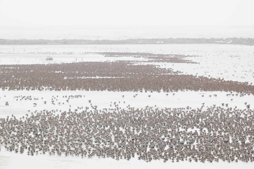 Asian dowitchers