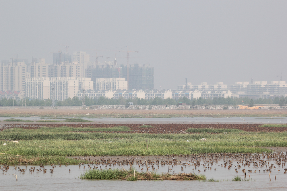 Asian dowitchers at Qingkou tidal flat, Lianyungang. The birds were in beautiful chestnut-red breeding plumage. Photo courtesy of Ziyou Yang.