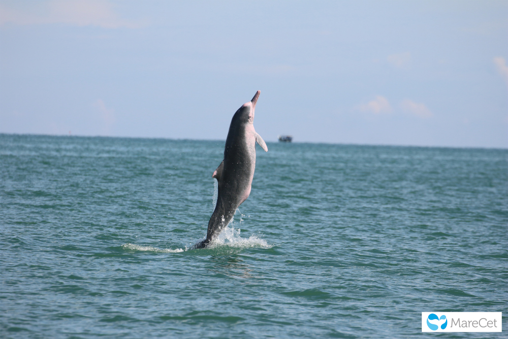 humpback dolphin