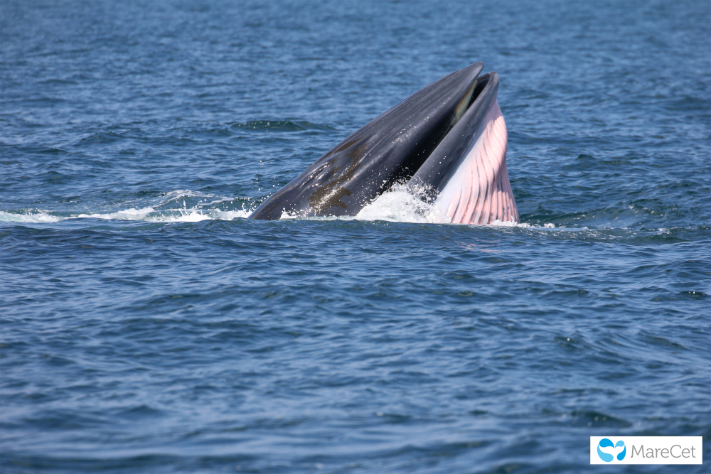 Bryde's whale