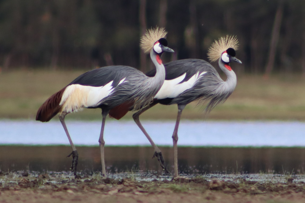 grey crowned crane