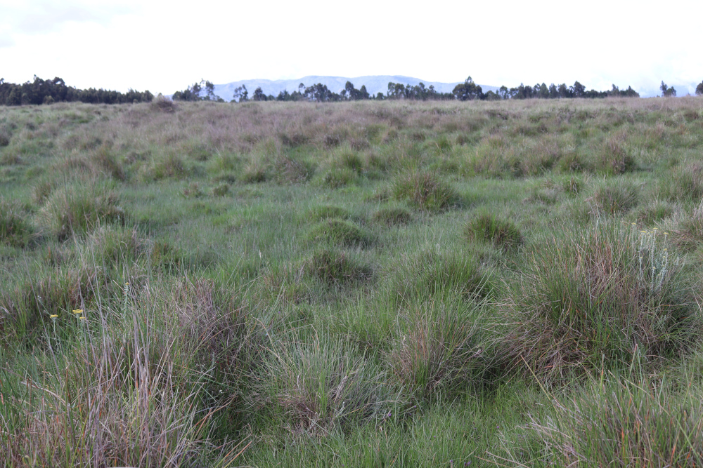 Kinangop grasslands
