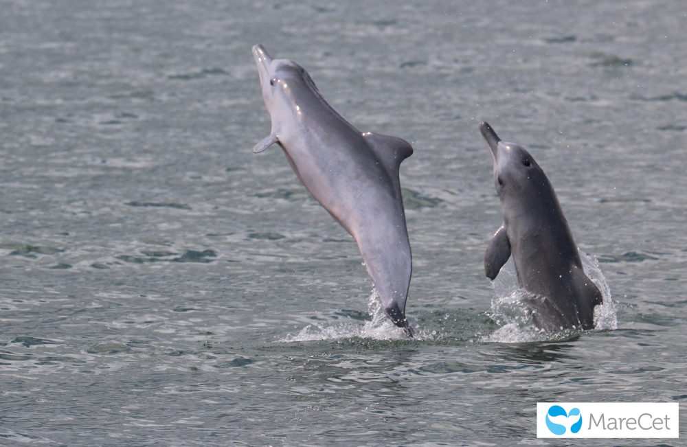 Indo-Pacific humpback dolphins