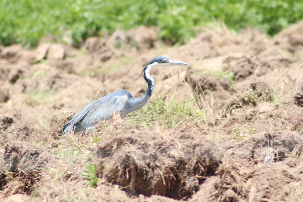 black-headed heron