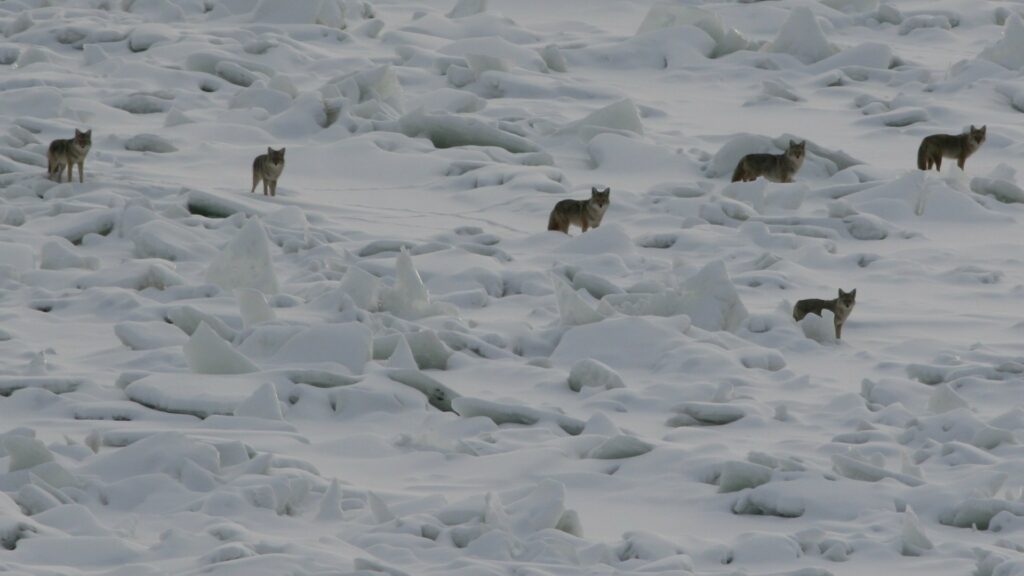 Six coyotes spaced out across the snow