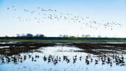 field with water on it and birds in water and in the air