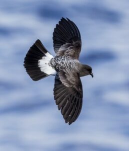 White-bellied storm petrel