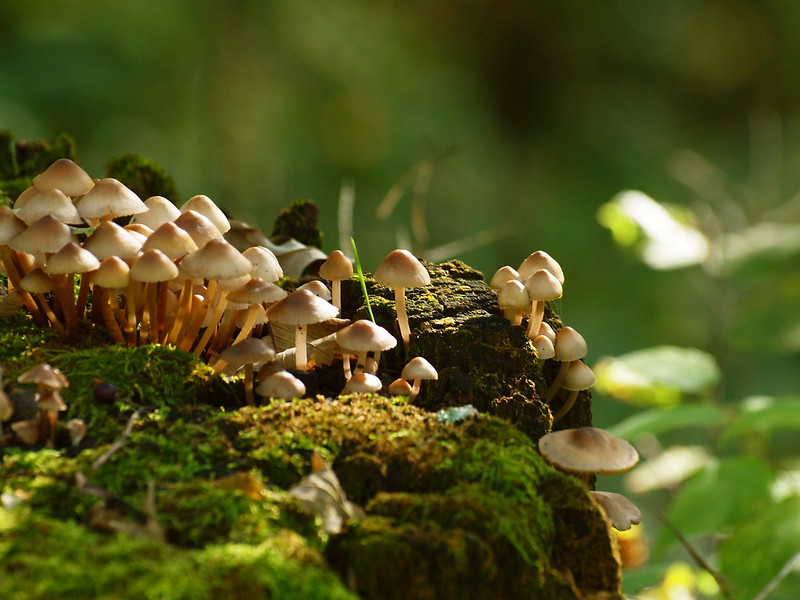 a cluster of small beige mushrooms on green moss