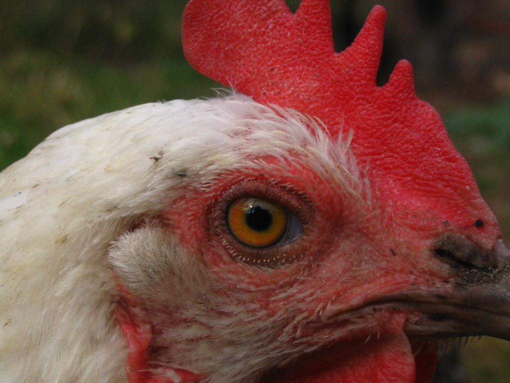 Chicken close-up