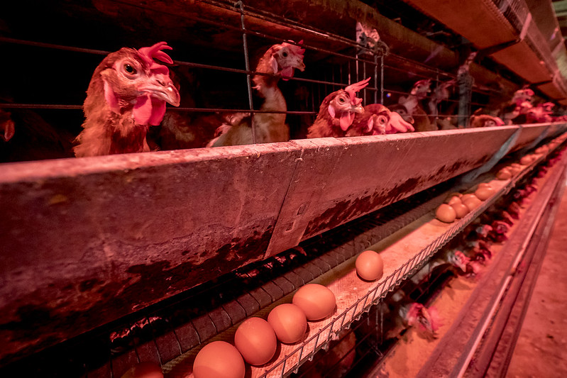 Chickes laying eggs on a farm