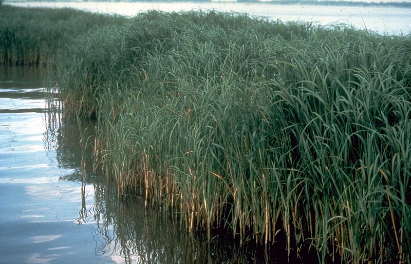 smooth cordgrass