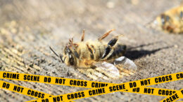 dead bee surrounded by crime scene tape